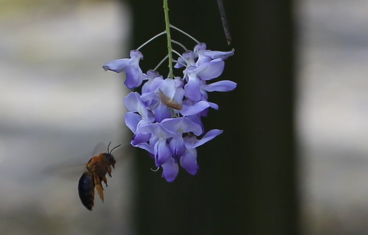 圖/中華大學紫藤花正盛開中，常可見蜜蜂來採蜜。