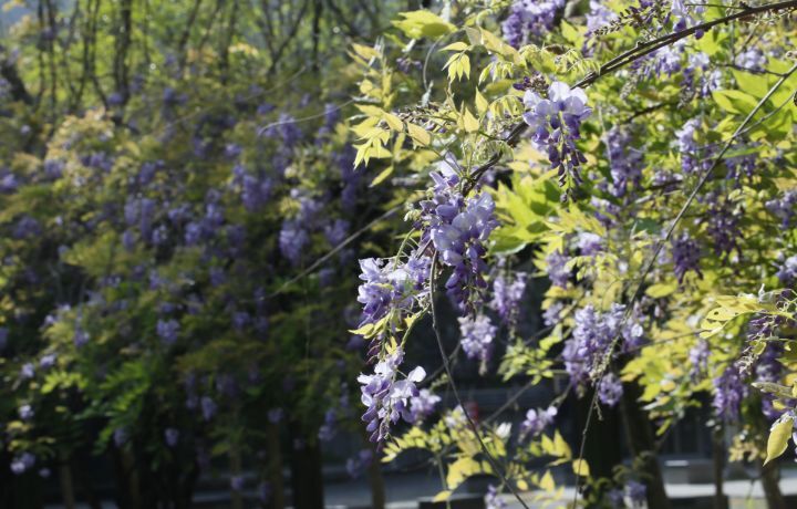 圖/紫藤花從每年3月中旬到4月初都會盛開，吸引許多師生到此拍照打卡。