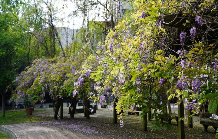 圖/中華大學紫藤花海位在管理學院綠色草坪旁，從校門口走到此僅約3分鐘。