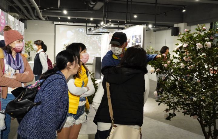 圖/中華大學為推廣茶花文化, 上周六舉行的「中華茶花祭暨竹塹茶花迎客創生計畫成果展」,獲得與會貴賓的高度肯定。