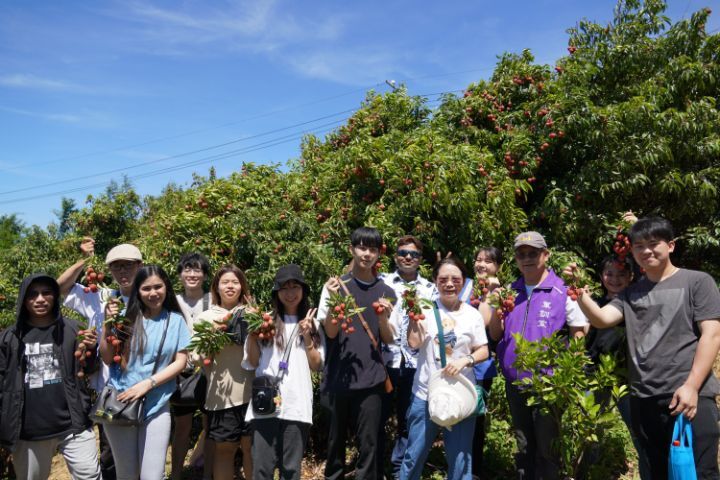 圖/中華大學外籍生今日獲邀到茄苳社區的森泉農場採荔枝，體驗夏日採果樂趣。