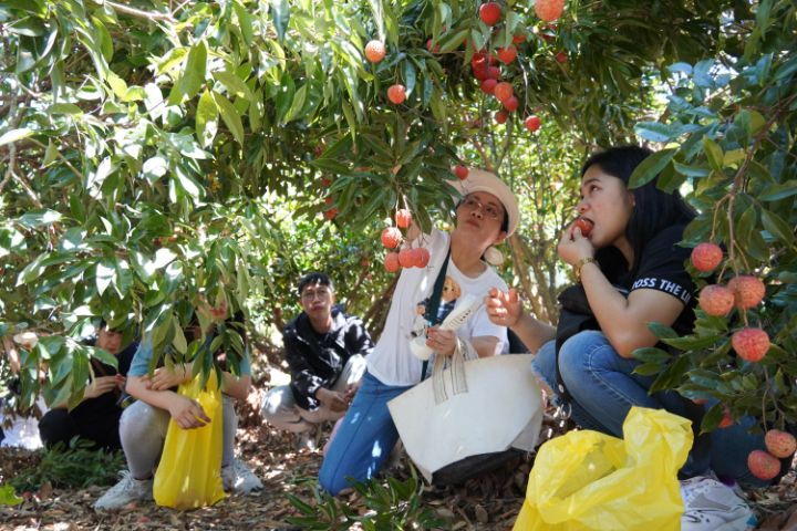 圖/許多外籍生在荔枝園現場現吃，都忍不住直呼：「好甜好好吃！」。