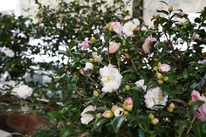 圖／「佳信茶花園」腹地廣大、品種豐富多樣，花朵茂盛時花海波瀾壯闊。