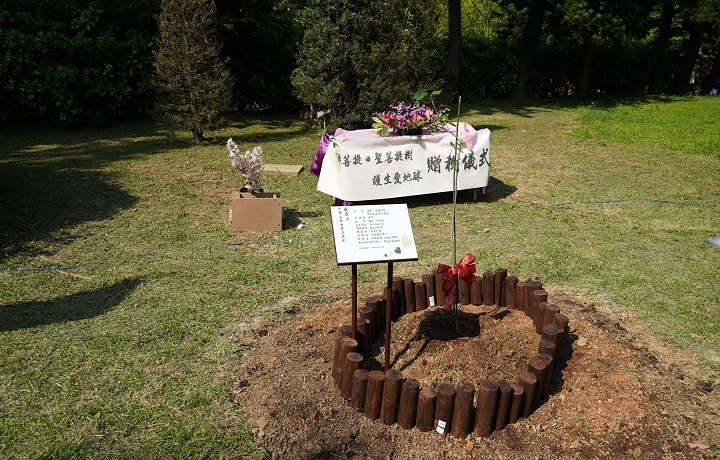 這棵10年菩提樹苗,有編號、有認證。